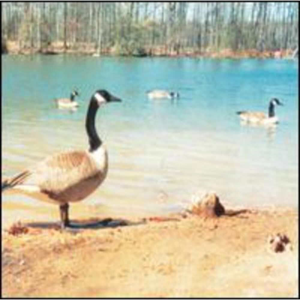 Doldrums - Secret Life of Machines  CD